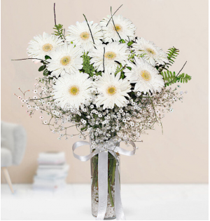 beyaz gerbera